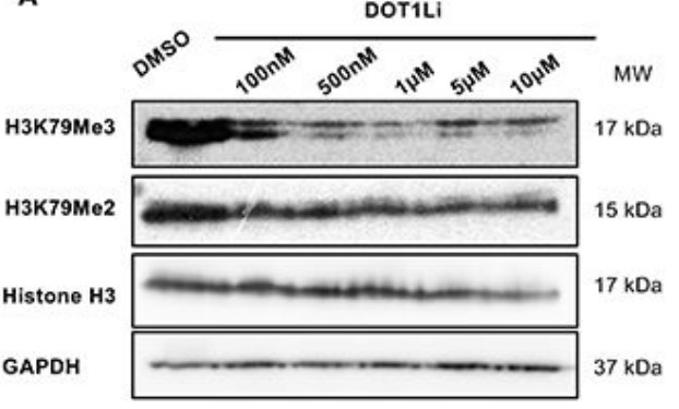 Western blot analysis of H3K79Me3 and H3K79Me2 protein levels in OVCAR5 cells.jpg